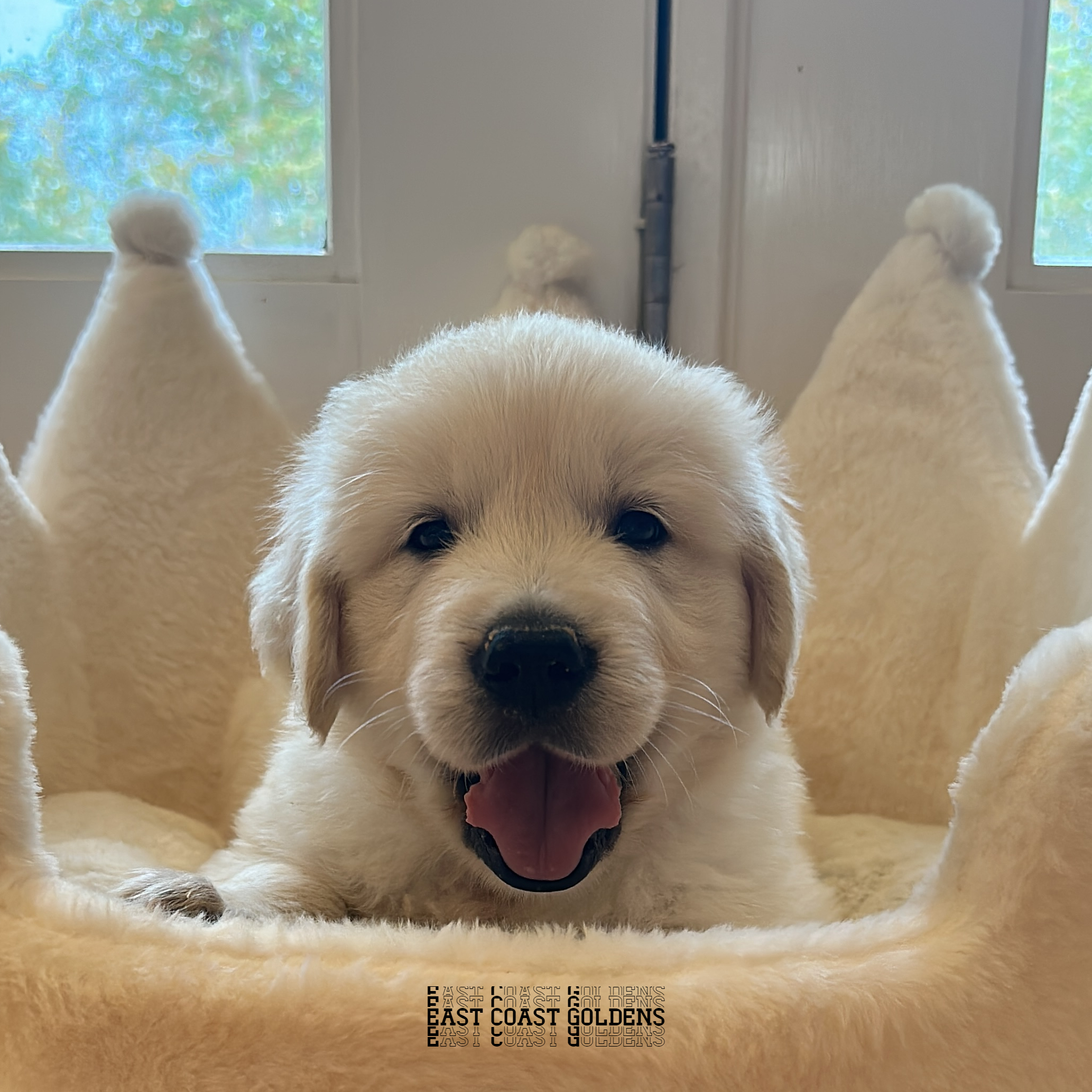 English Cream Puppy