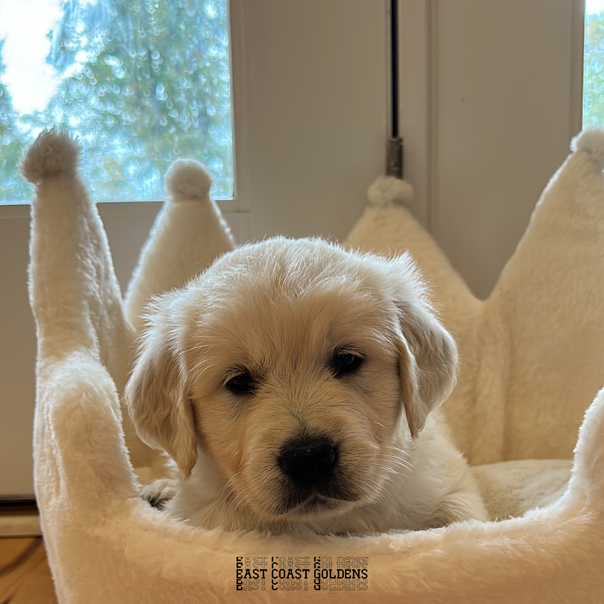 English Cream Golden Retriever puppy named Tonks at 5 weeks, posing for #photooftheday on the East Coast.