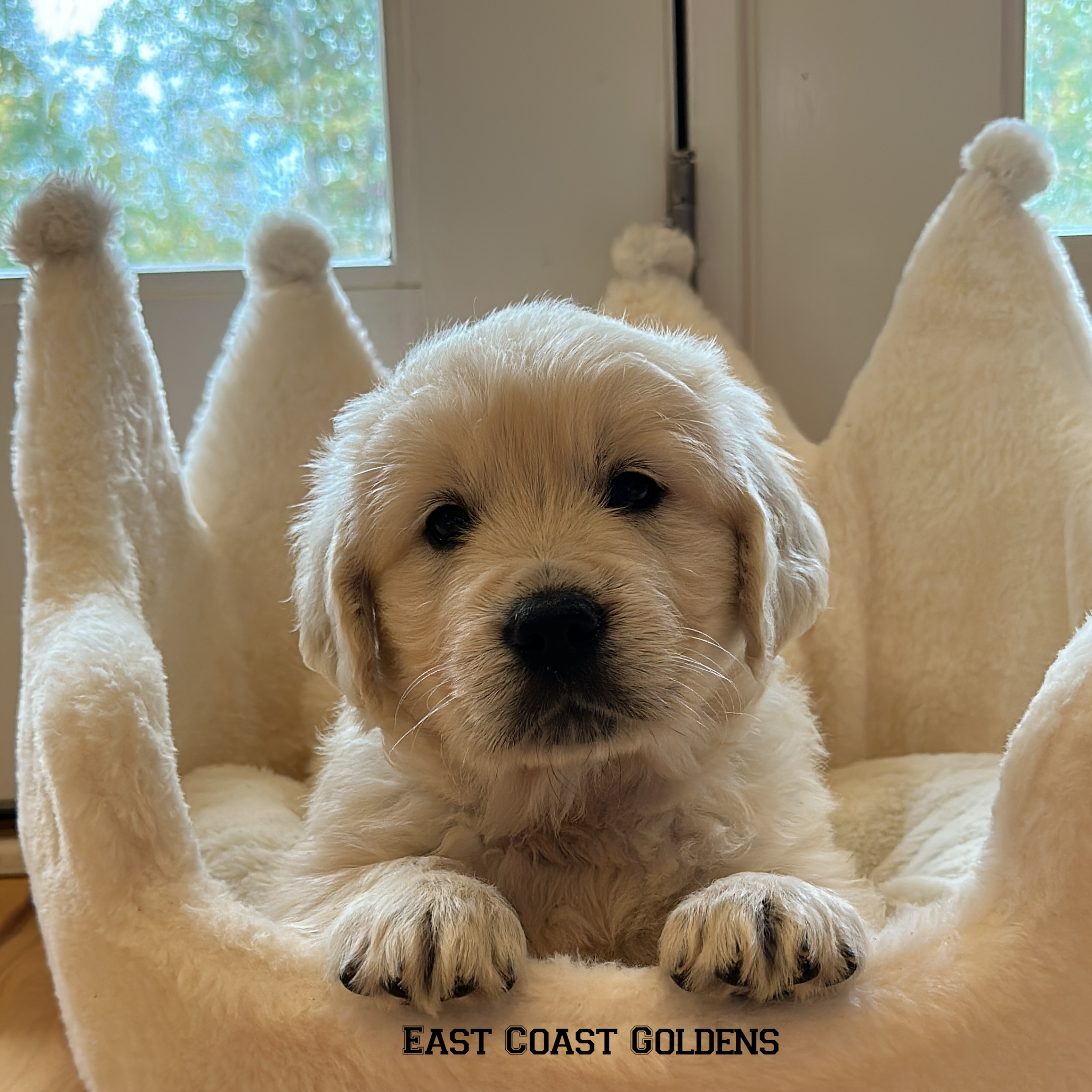 Lilly is an English Cream Golden Retriever Puppy