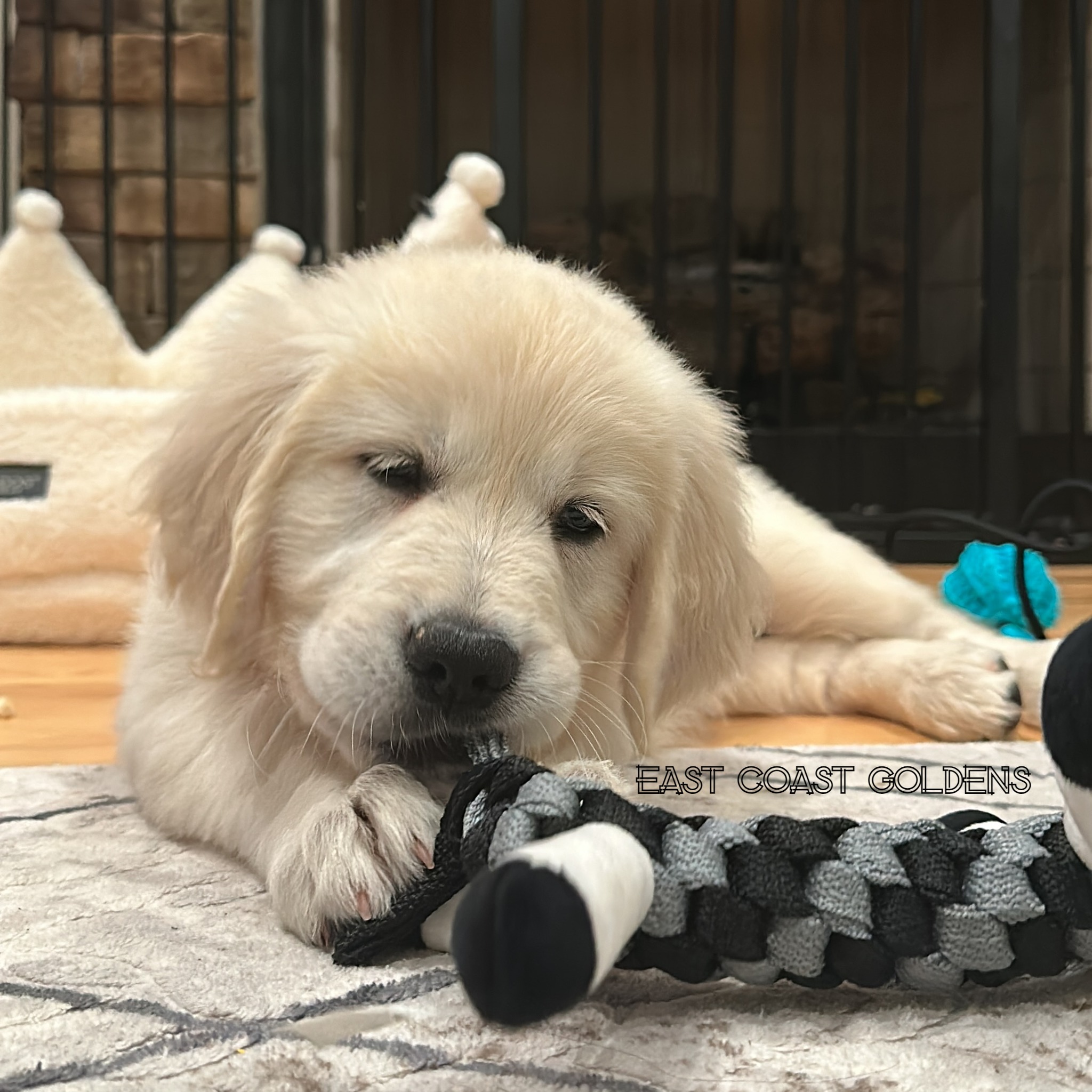 Hermione - Golden Retriever Puppy