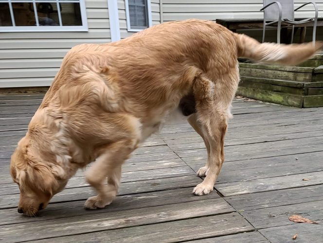 Mia - Female Golden Retriever