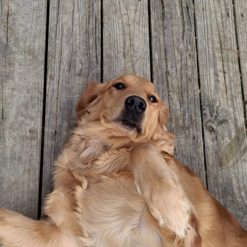 Golden Retriever puppy
