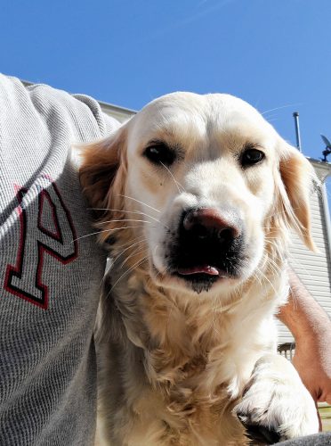 akc golden retriever