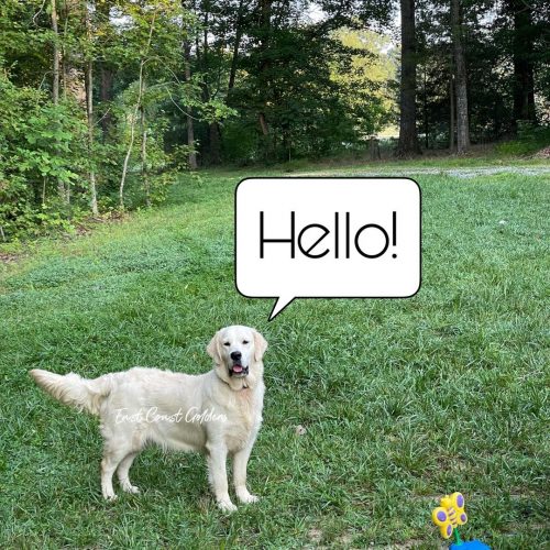 English Cream Golden Retriever