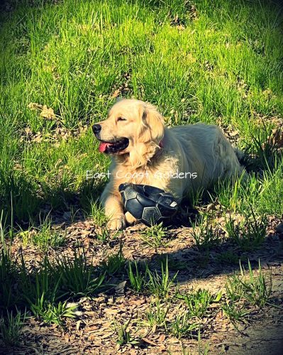 English Cream Golden Retriever