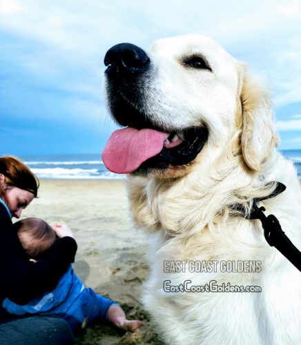 Golden Retriever at Beach